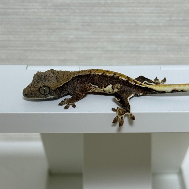 릴리100%헷아잔틱