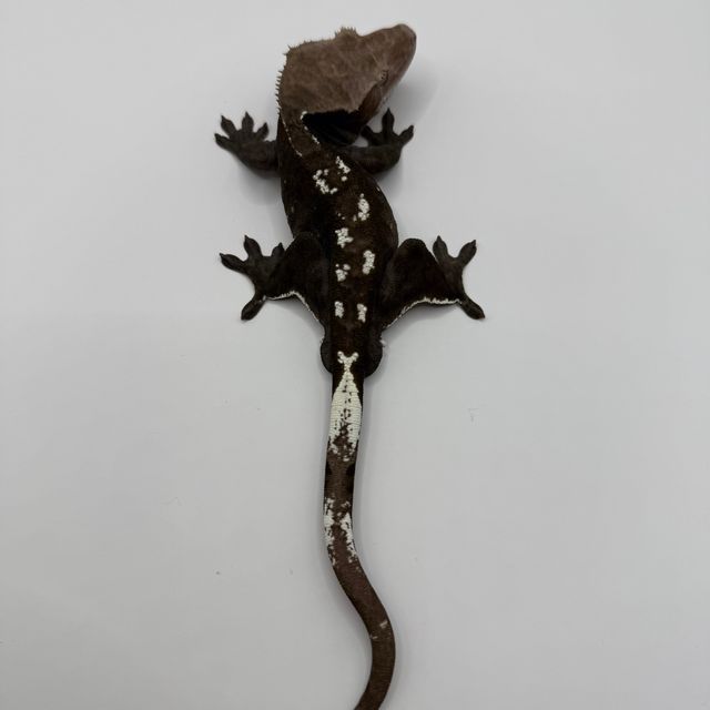 아잔틱