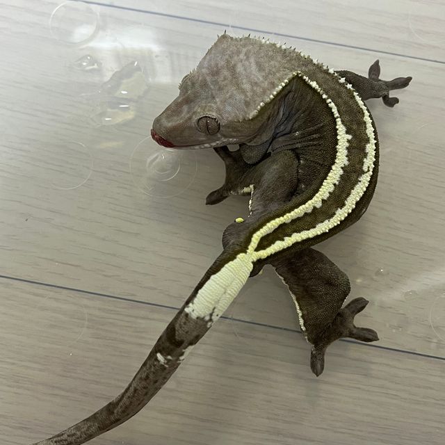 아잔틱