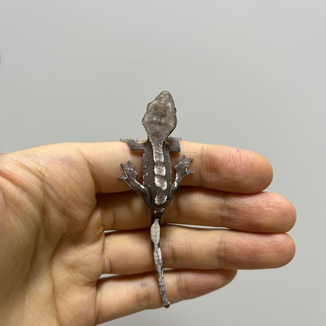 아잔틱