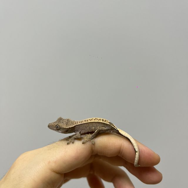 100%헷아잔틱