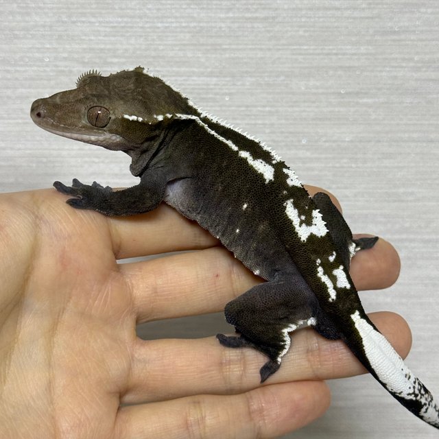 아잔틱