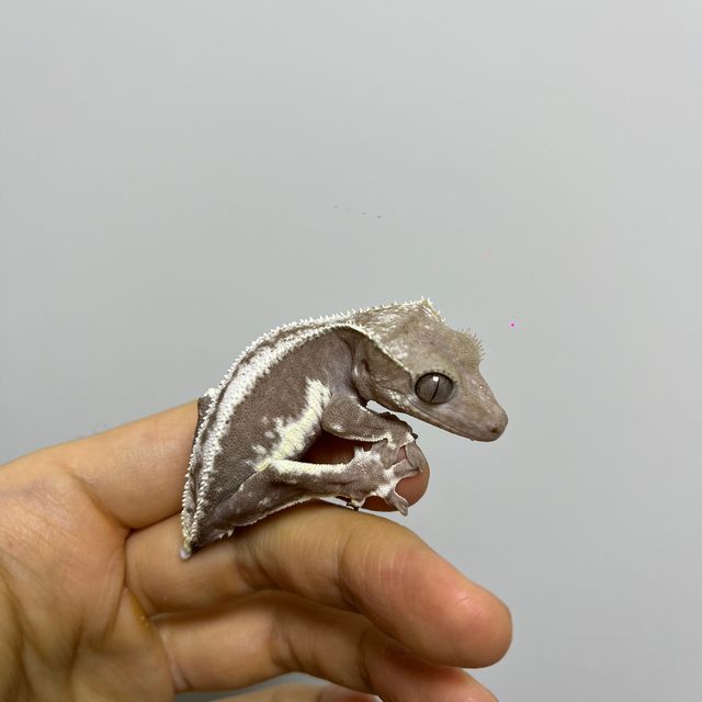릴잔틱