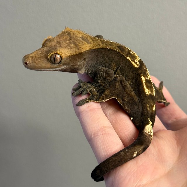 카푸치노 100%헷아잔틱