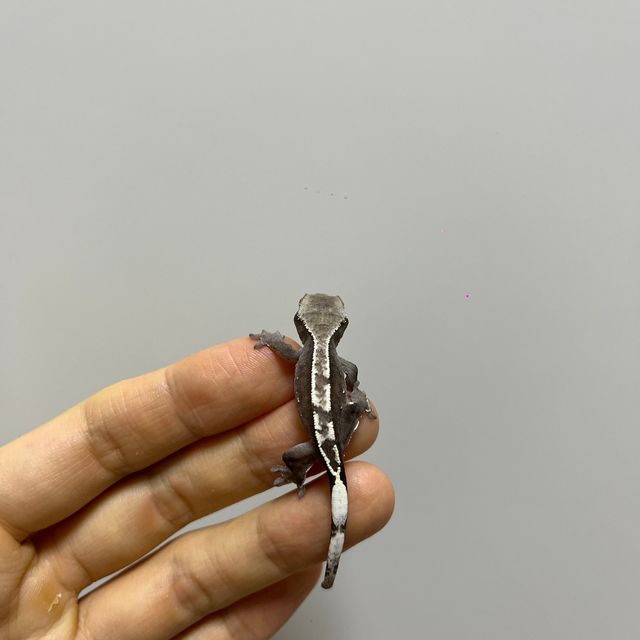 아잔틱