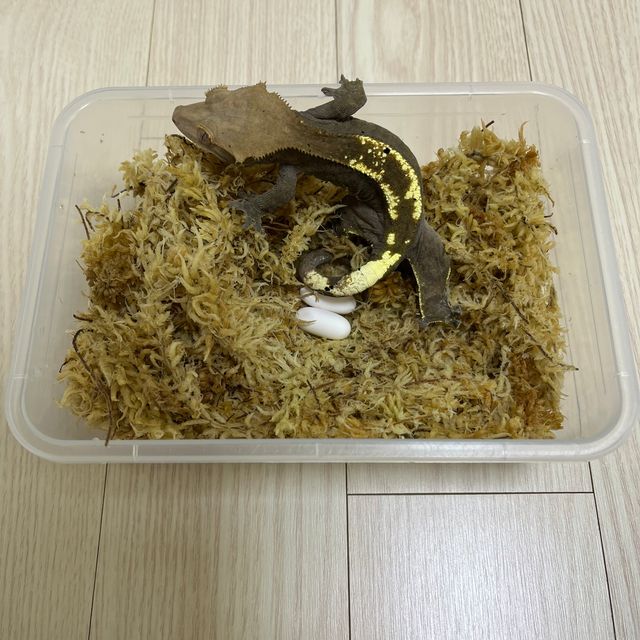 카푸치노