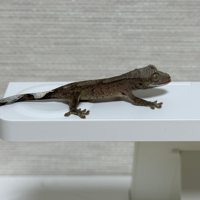 카푸치노 100%헷아잔틱