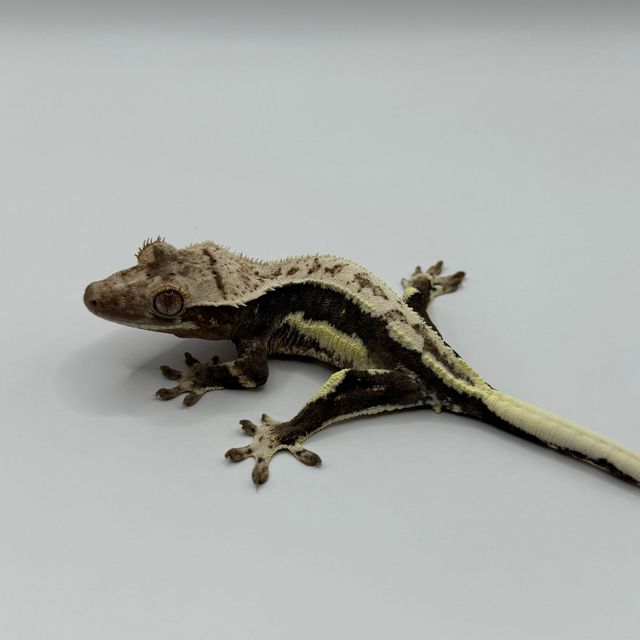 릴리 세이블