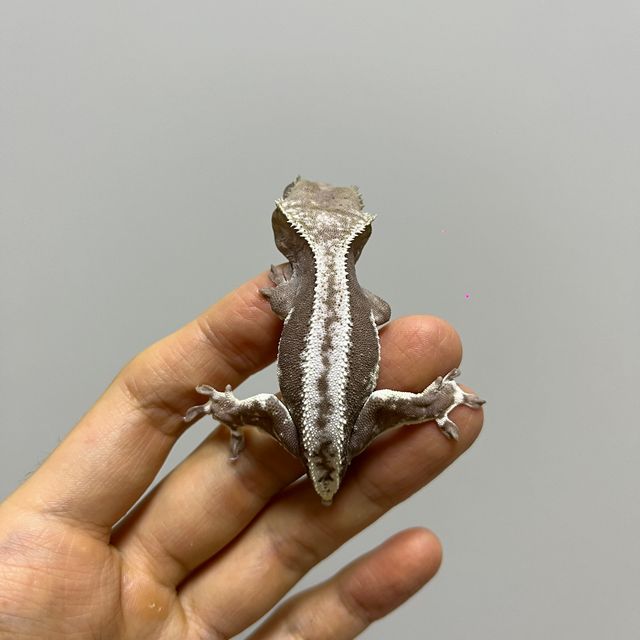 릴잔틱