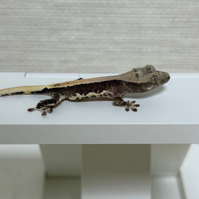 릴리100%헷아잔틱