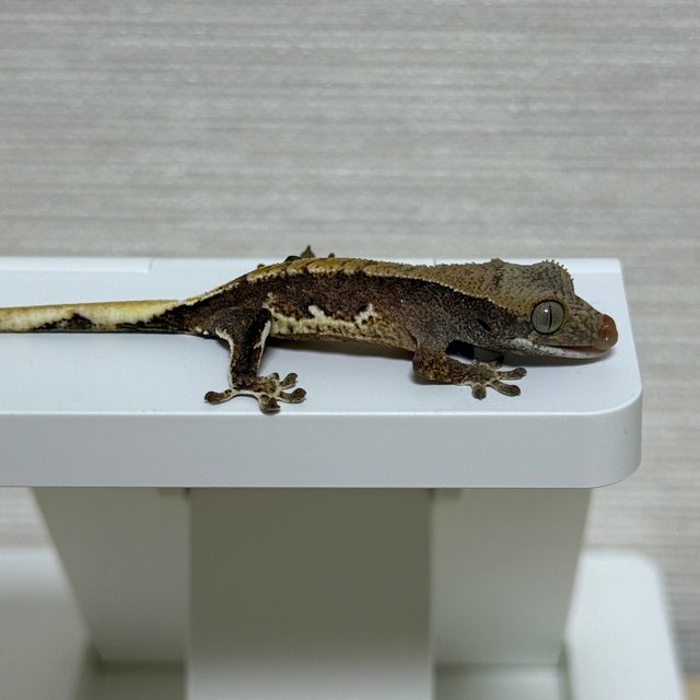 릴리100%헷아잔틱