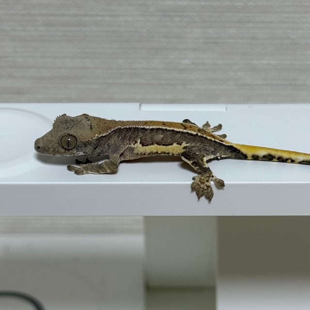 릴리100%헷아잔틱