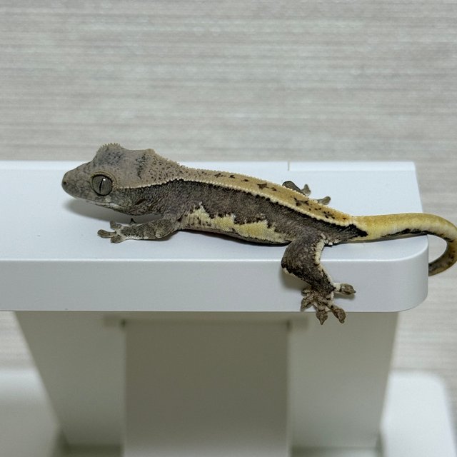 릴리100%헷아잔틱