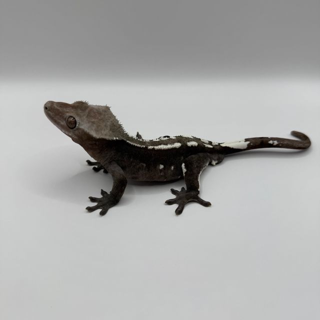 아잔틱