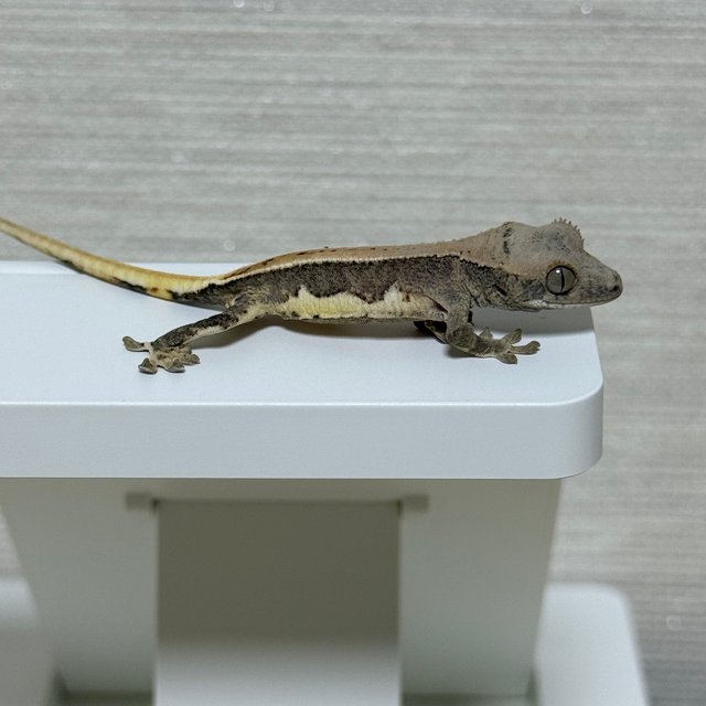 릴리100%헷아잔틱