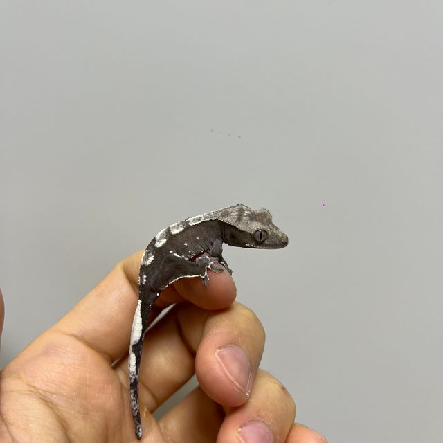 아잔틱