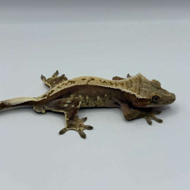 100%헷아잔틱