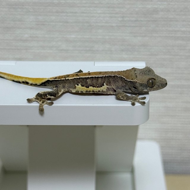 릴리100%헷아잔틱