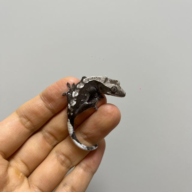 아잔틱