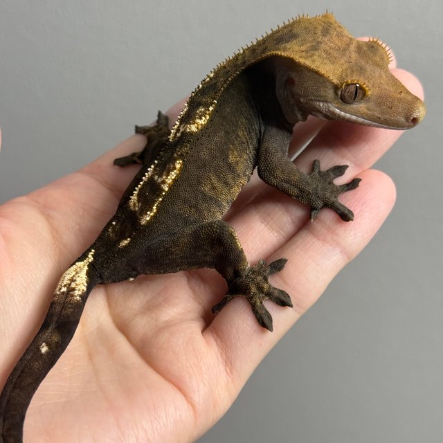 카푸치노 100%헷아잔틱