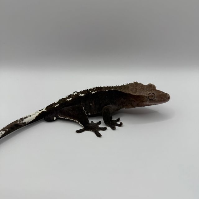아잔틱