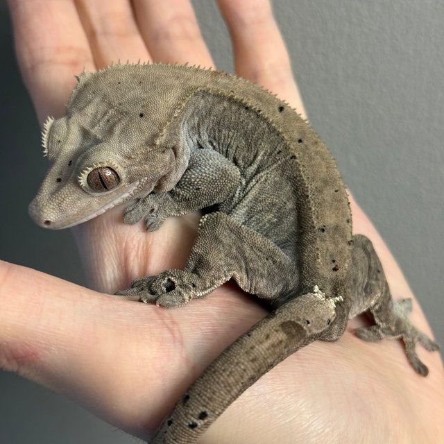 카푸치노 100%헷아잔틱