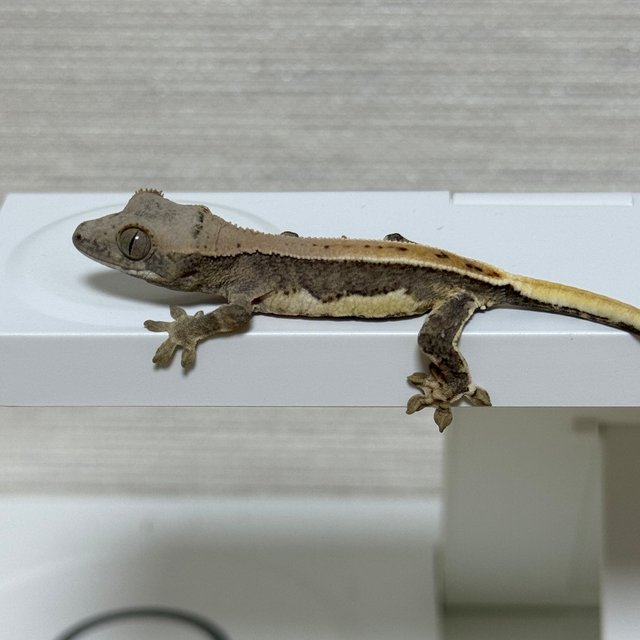 릴리100%헷아잔틱