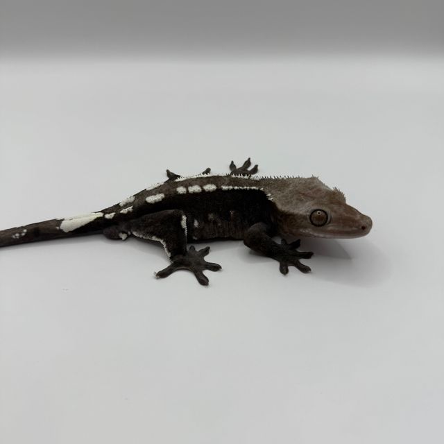 아잔틱