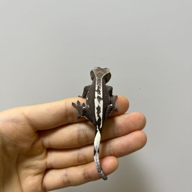 아잔틱