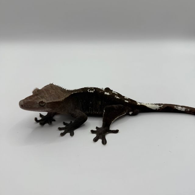아잔틱