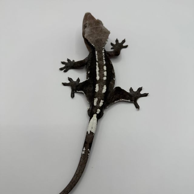 아잔틱