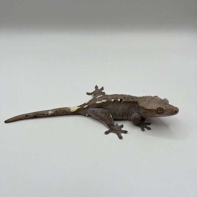 아잔틱