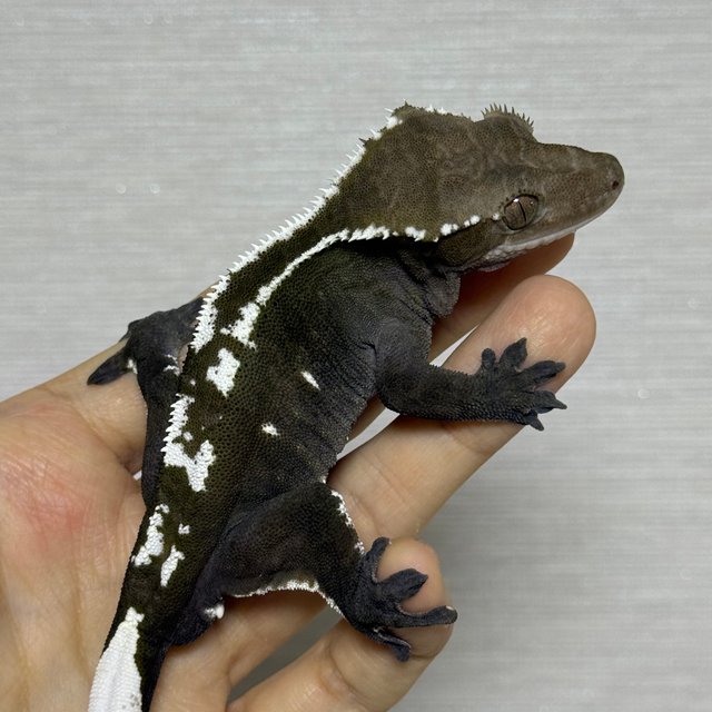 아잔틱