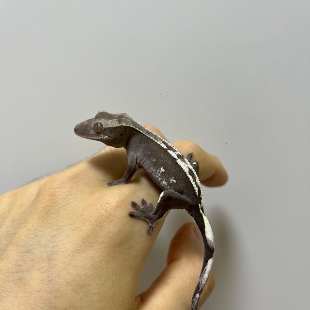 아잔틱