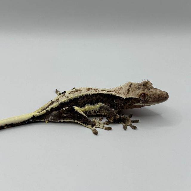릴리 세이블