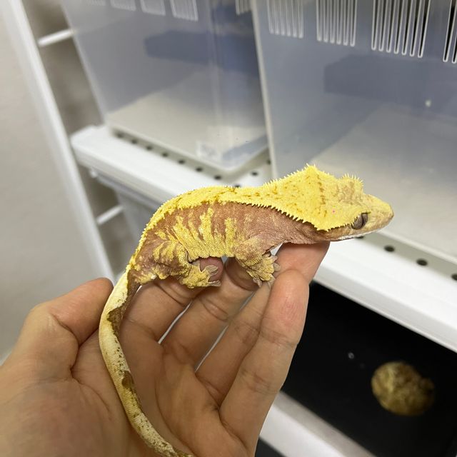 100%헷아잔틱