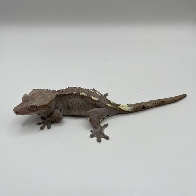아잔틱