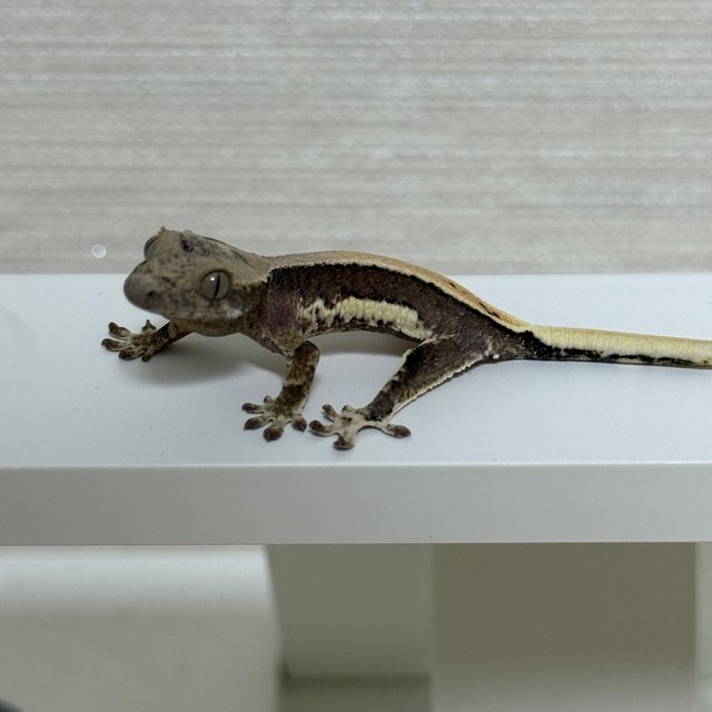 릴리100%헷아잔틱