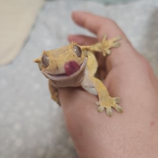 트라이