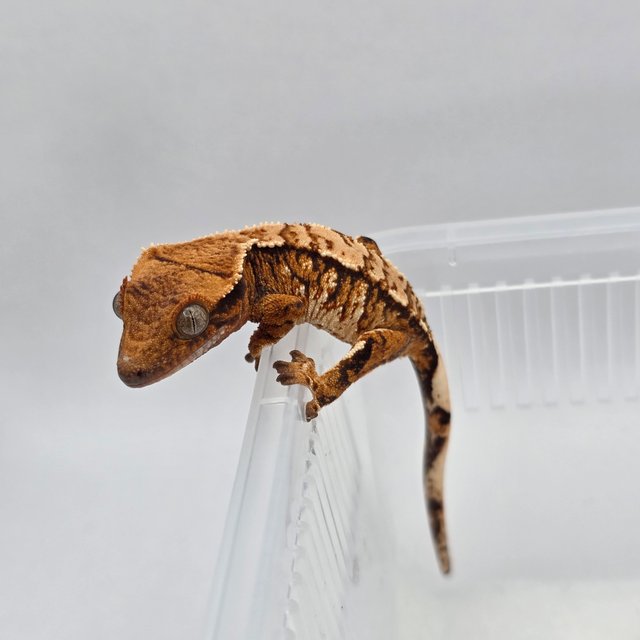 노멀 익스트림할리퀸 화이트포트홀