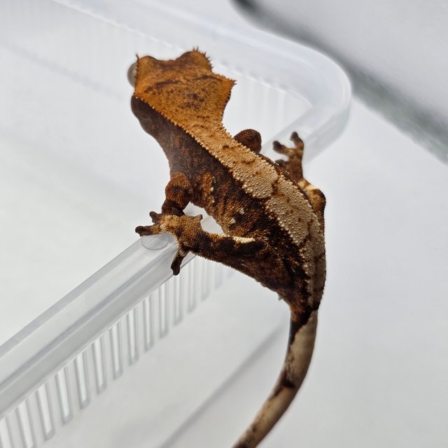 노멀 익스트림할리퀸 화이트포트홀