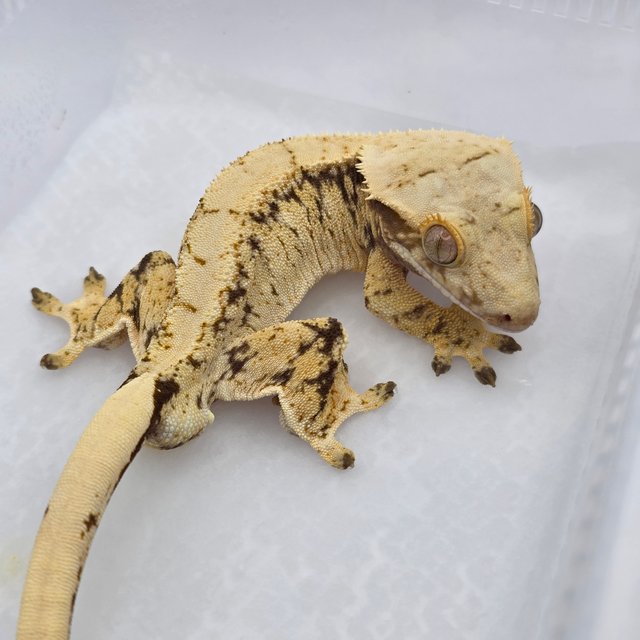 노멀 화이트포트홀 화이트스팟 익스트림할리퀸 드리피