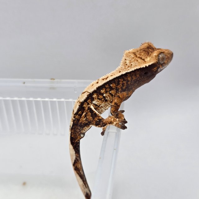 노멀 할리퀸 핀스트라이프 화이트스팟