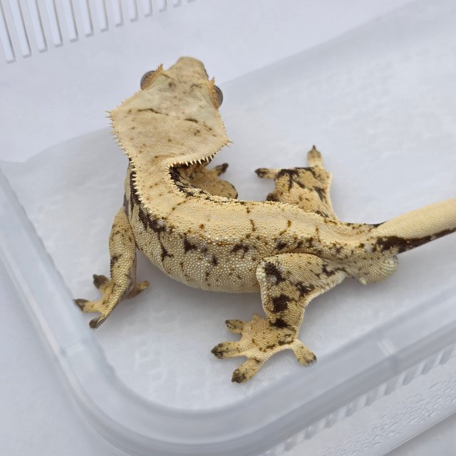 노멀 화이트포트홀 화이트스팟 익스트림할리퀸 드리피