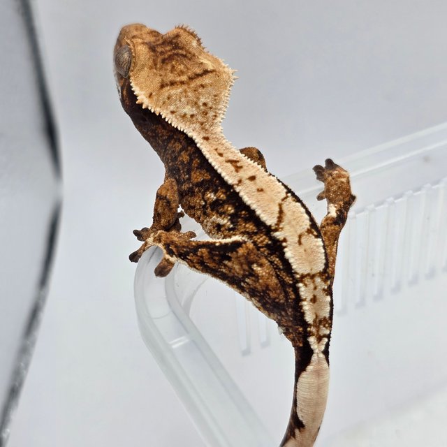 노멀 할리퀸 핀스트라이프 화이트스팟