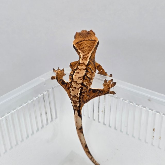 노멀 익스트림할리퀸 화이트포트홀