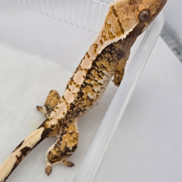 노멀 익스트림할리퀸 화이트포트홀