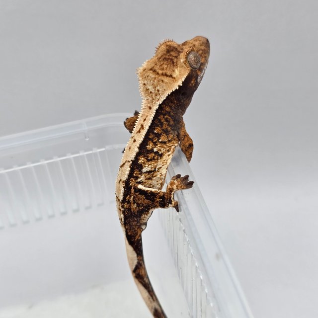 노멀 할리퀸 핀스트라이프 화이트스팟