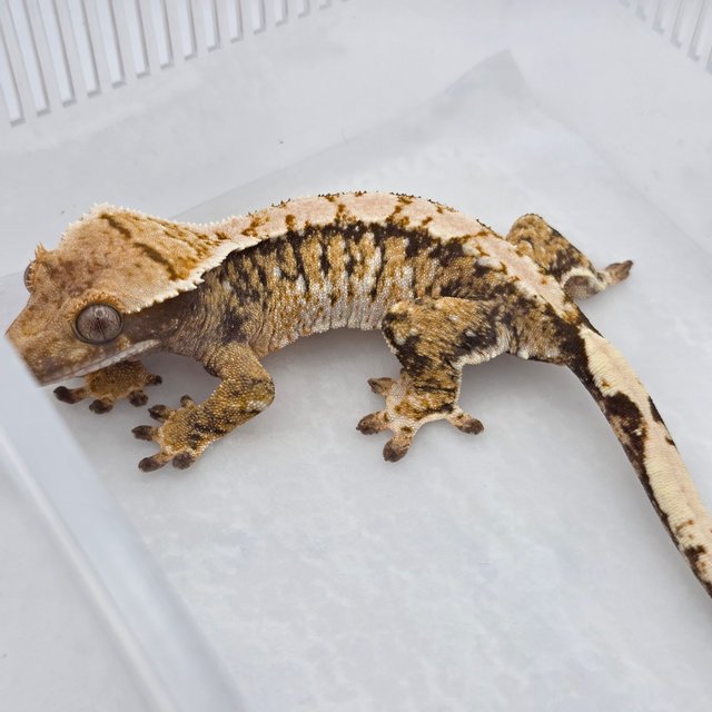 노멀 익스트림할리퀸 화이트포트홀