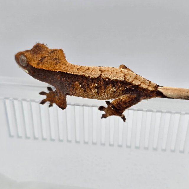 노멀 익스트림할리퀸 화이트포트홀